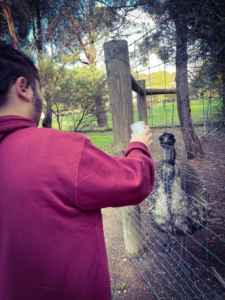 Disabled boy feeding an emu at a wildlife park